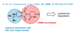 5-tert butyl thalidomade as selective degrader of FIZ1.