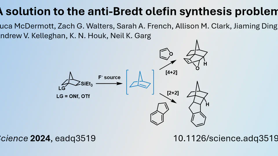 Exploring Anti-Bredt Olefins as Reactive Intermediates