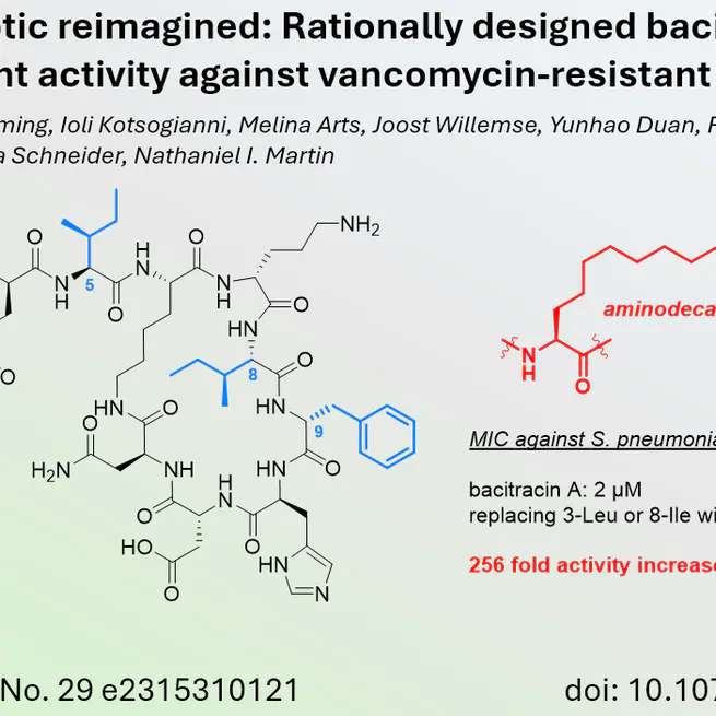 Structural Modifications Enhance Antibacterial Potency of Bacitracin