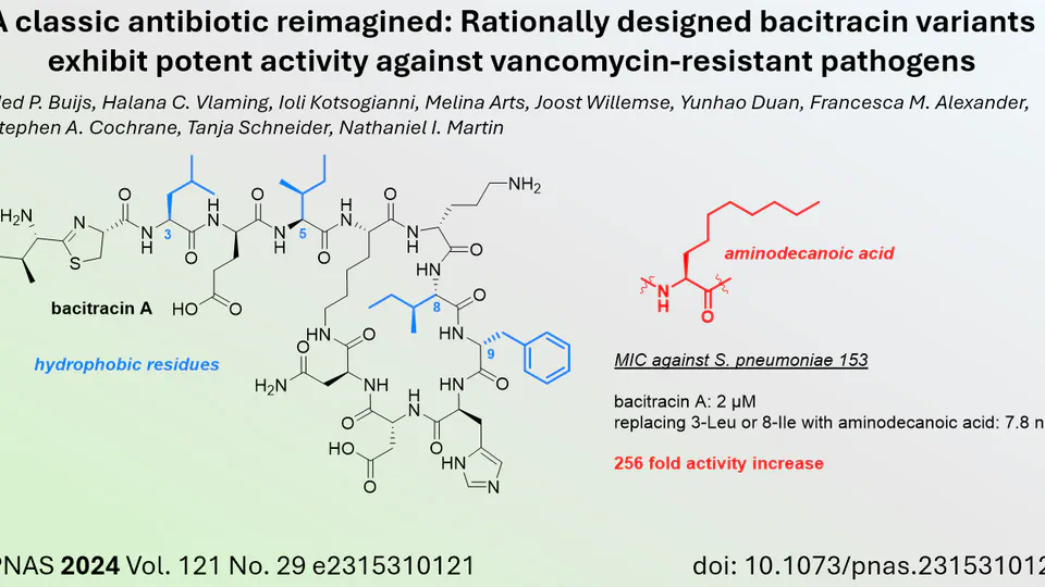 Structural Modifications Enhance Antibacterial Potency of Bacitracin