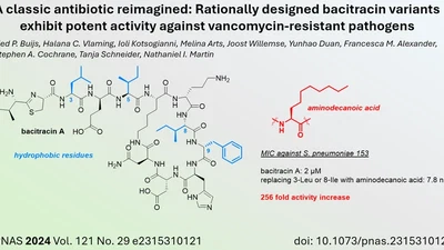 Structural Modifications Enhance Antibacterial Potency of Bacitracin featured image