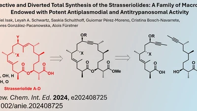 Ring Closing Alkyne Metathesis allows unified Synthesis of Strasseriolides A to D featured image