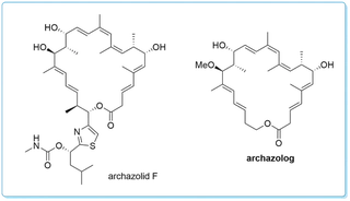 Archazolid analogue without side-chain