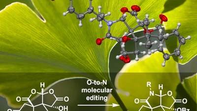 Molecular editing of bilobalide: Regioselective C-ring lactam formation featured image